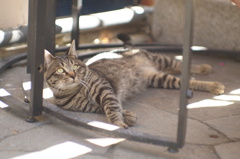 cat_423　え!?