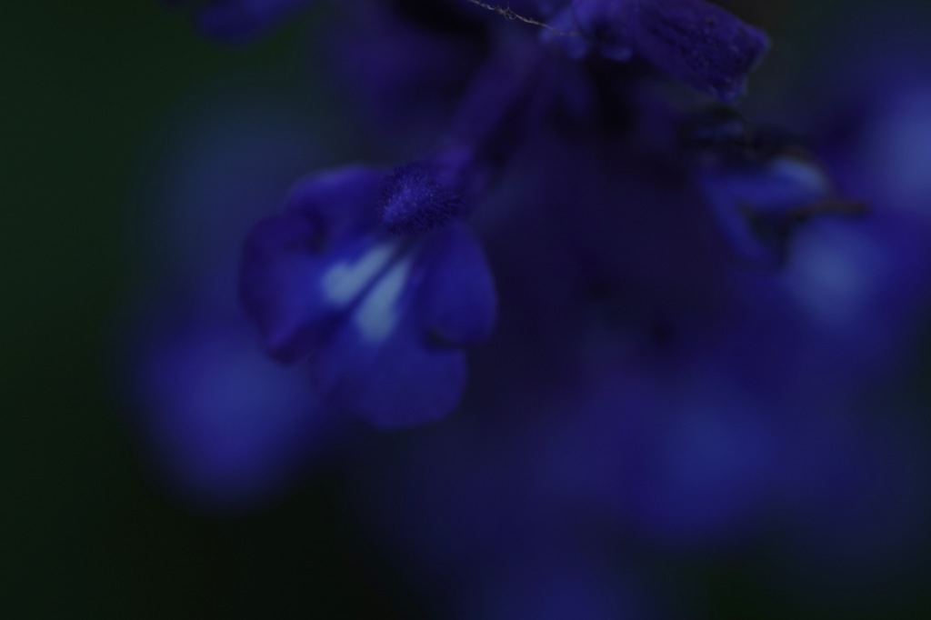 5_Blue salvia