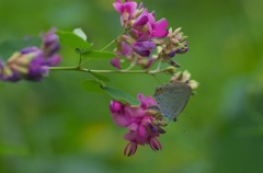 萩の花と…