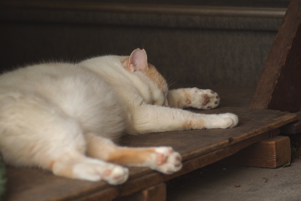 cat_54 暑くてもうダメにゃ