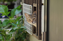 cat_301　ひょこっ