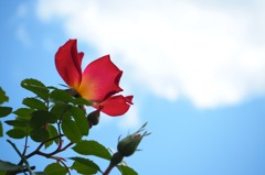 薔薇_14-42
