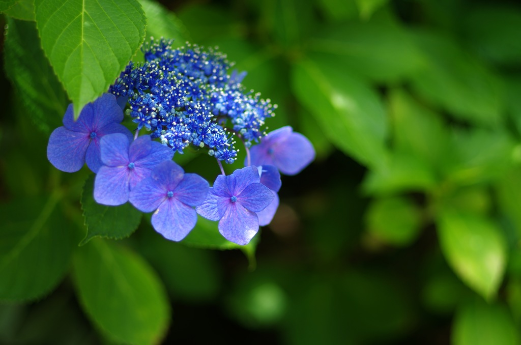 紫陽花_青