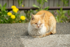 cat_257　タンポポ添え