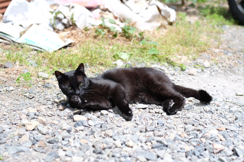 cat_289　誘惑?