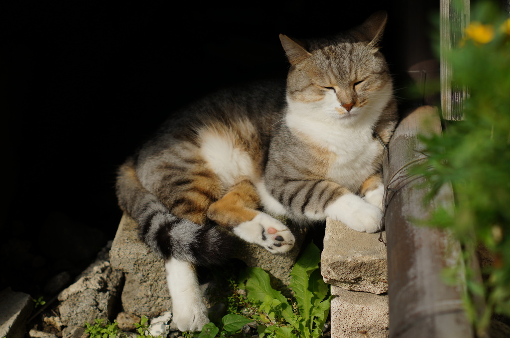 cat_93  行儀が良いのか悪いのか