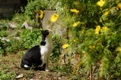 cat_103  空き地にて