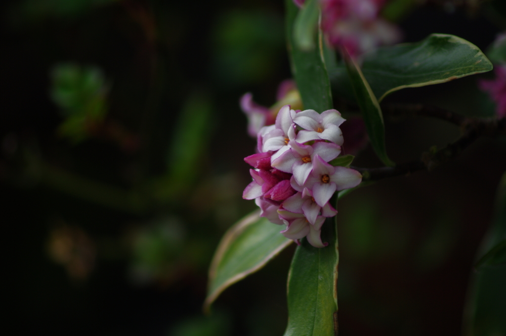 沈丁花