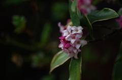 沈丁花
