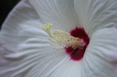 アメリカ芙蓉