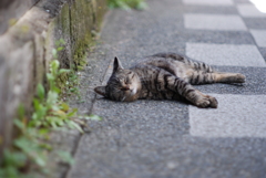 cat_300　気持ちいいにぁ〜