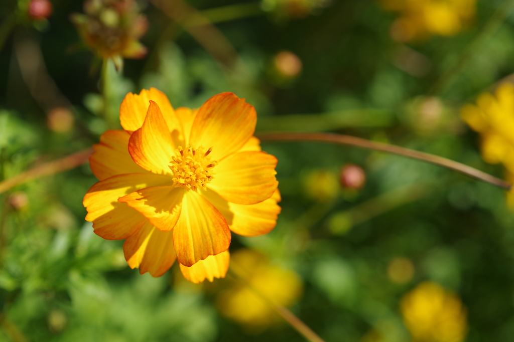 Yellow Cosmos_1