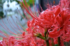 彼岸花_2