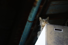 cat_129　見つめる先には