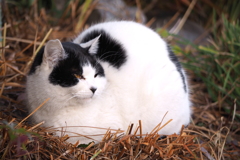 cat_151　三角おにぎり?