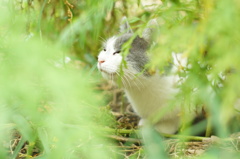 cat_80  風を感じて
