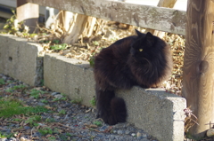 cat_502　モフモフの黒猫