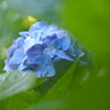 紫陽花_31