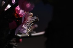 紅梅