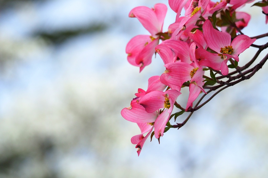 ベニバナハナミズキ