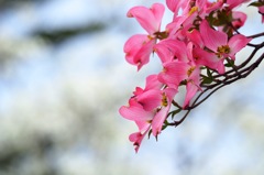 ベニバナハナミズキ