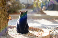cat_212　フードが欲しい