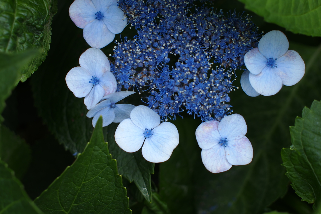 紫陽花_24