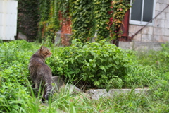 cat_425　僕のテリトリー