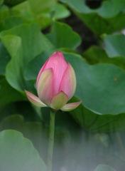 蓮_1