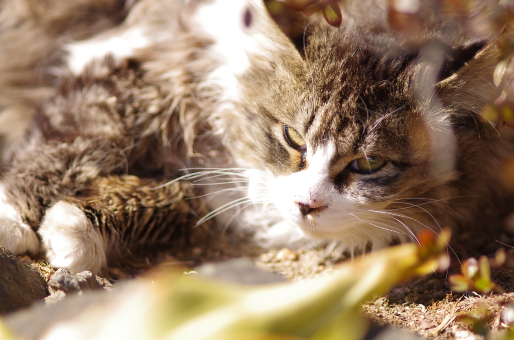 cat_20