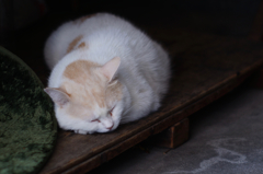 cat_70  朝の眠り