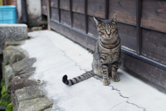 cat_376　それにゃーに?