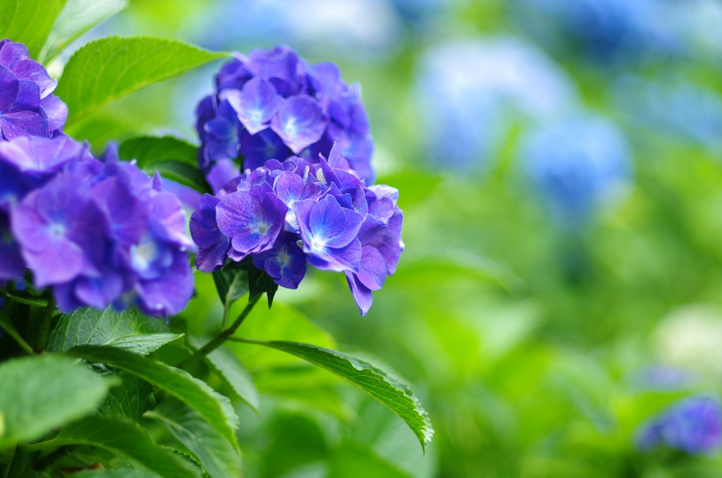 紫陽花_青系1