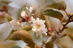 十月桜_7