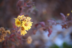 冬の花_3