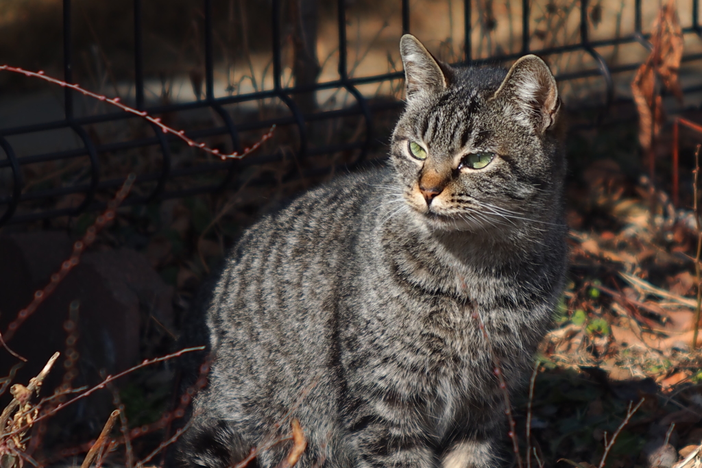 cat_3