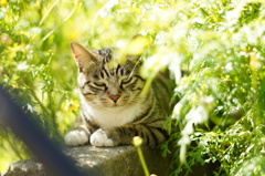 cat_92