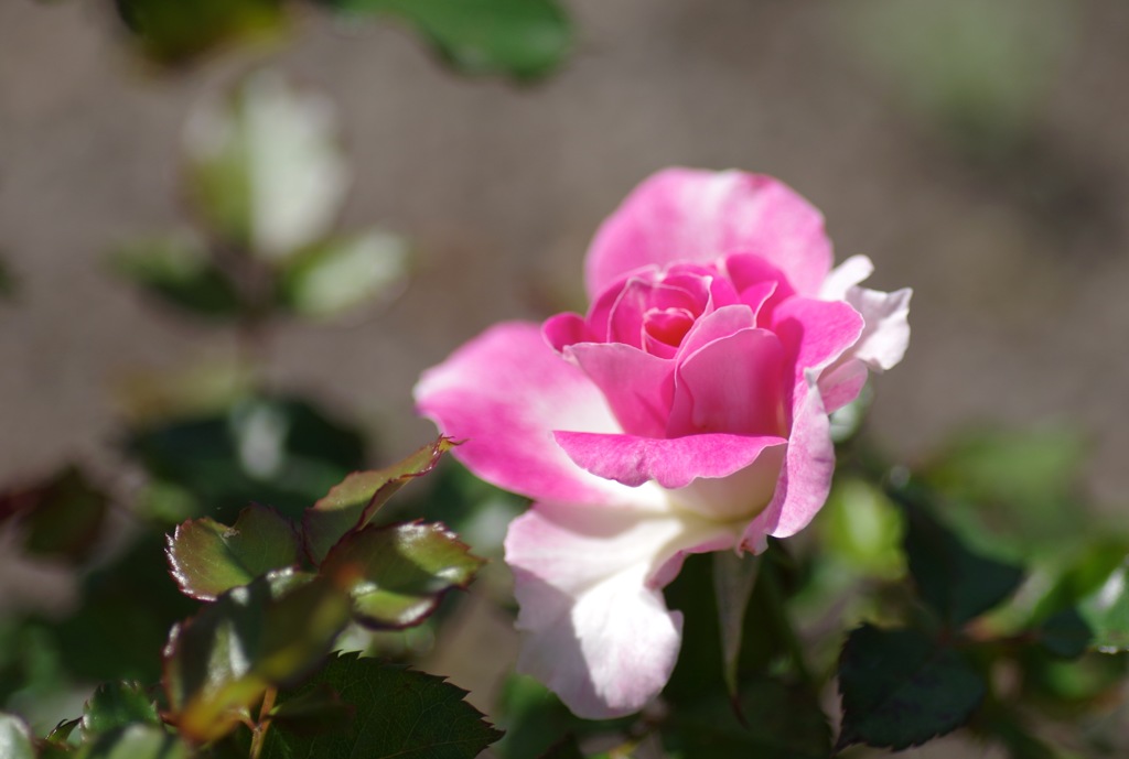 ピンクのバラ_1