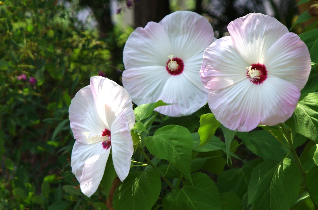アメリカ芙蓉