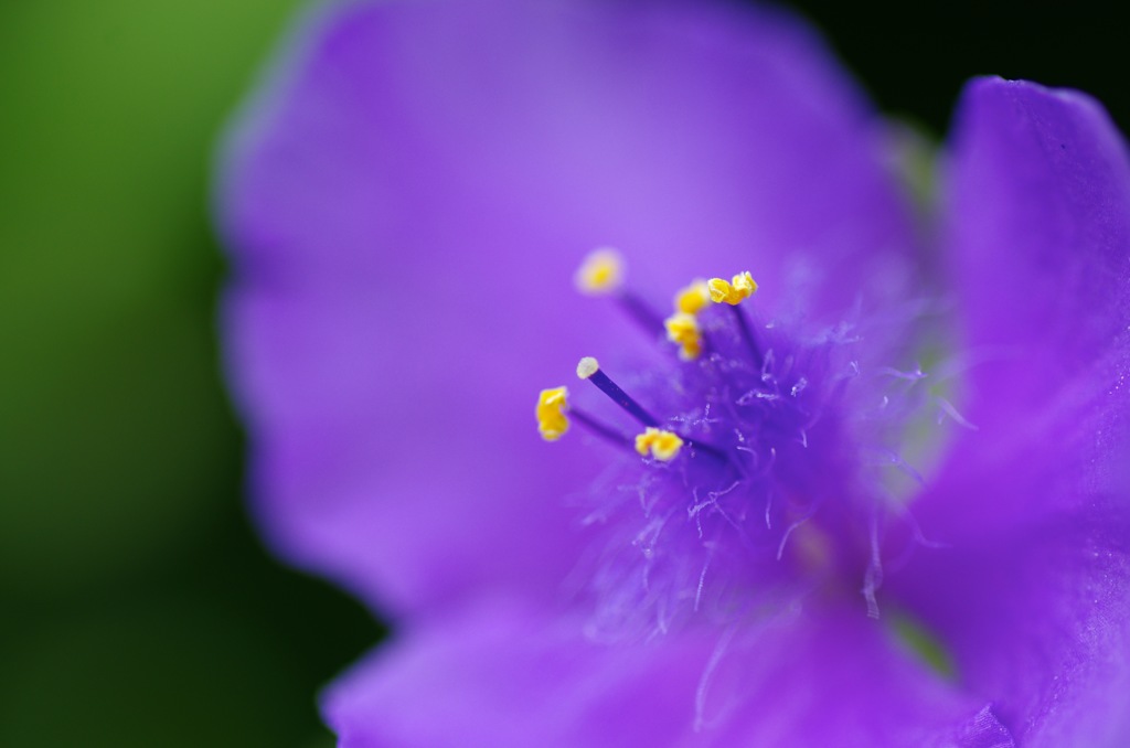 ムラサキツユクサ