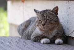 cat_277　眠いにぁ〜