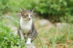 cat_416　空き地にて