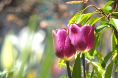 チューリップ_2