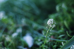 スイートアリッサム