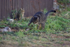cat_186　真剣