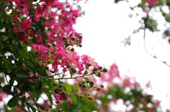 14_枇杷の湯の百日紅