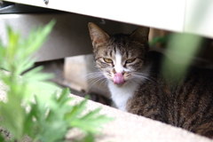 cat_276　ペロン♪