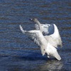 白鳥_羽ばたき