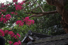 19_枇杷の湯の百日紅