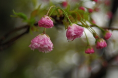 八重桜_3